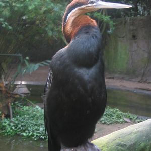 African Darter