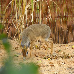 Kirks Dik Dik 2
