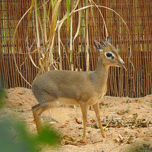 Kirks Dik Dik 4