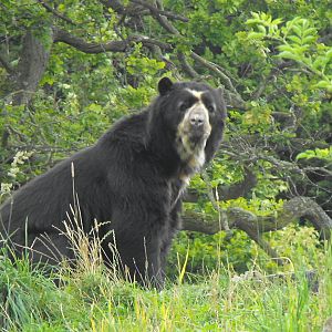 Spectaled Bear Male