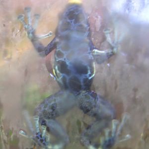 Dyeing Poison Arrow Frog