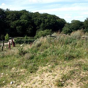 Ree Park - Cheetah enclosure