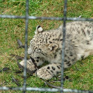 Snow Leopard cub at the Welsh Mountain Zoo 27/09/09