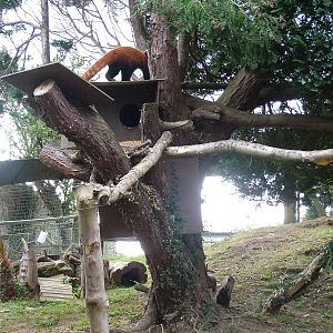 Red Panda/Short-clawed Otter Mixed exhibit at the Welsh Mountain Zoo 27/09/