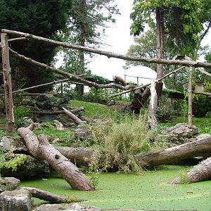 Red Panda/Short-clawed Otter Mixed exhibit at the Welsh Mountain Zoo 27/09/