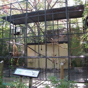 White-handed Gibbon Enclosure