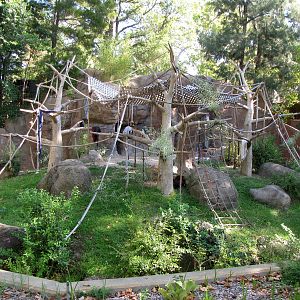 Sumatran Orangutan Habitat