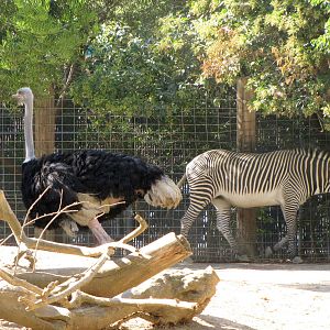 Mixed Grevy's Zebra/Ostrich Exhibit