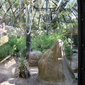 Full Length of Chimpanzee Habitat