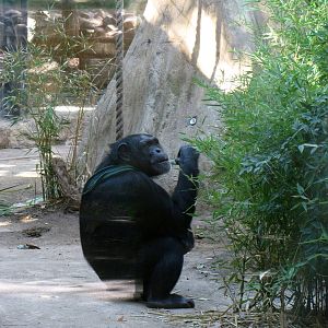 Chimp In Deep Thought