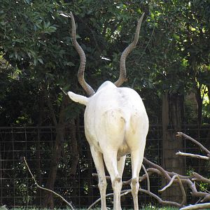 Addax