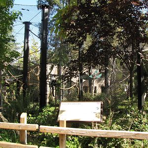 Black-and-white Ruffed Lemur Habitat