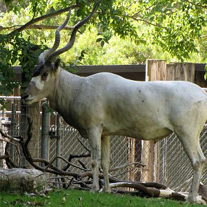 Addax