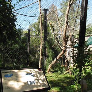 Coquerel's Sifaka Habitat