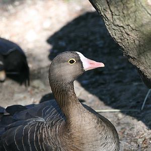 Lesser white-fronted goose (Anser erythropus)
