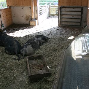 Pigs at the farm