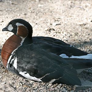 Red-breasted goose (Branta ruficiollis)
