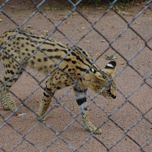 Chester Zoo - Serval