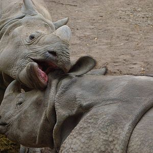 Chester Zoo - Indian Rhino