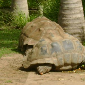 Two Aldabra Giant Tortoises (male and female)