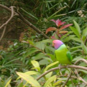 Male plum-headed Parakeet