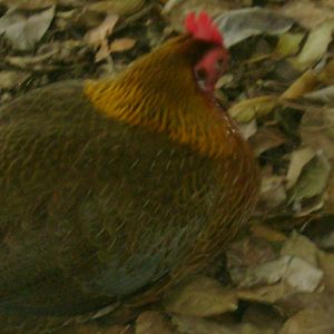 Female Red Junglefowl