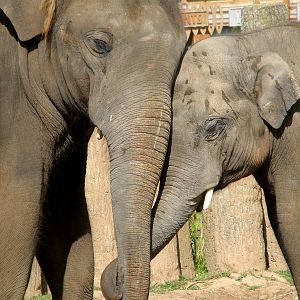 Asian Elephants - Chester Zoo
