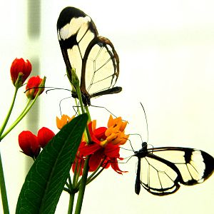 Glasswings - Chester Zoo Butterfly House
