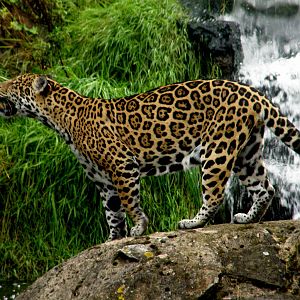 Jaguar - Chester Zoo