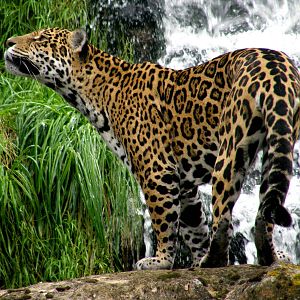 Jaguar Beside Waterfall - Chester Zoo