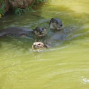 smooth coated otter