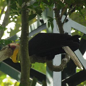 erm some kind of hornbill!! :)