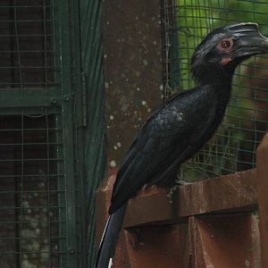 erm another type of hornbill :P