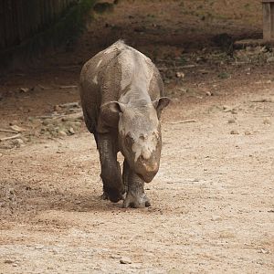 Sumatran rhino