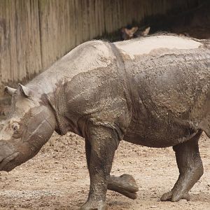 Sumatran rhino