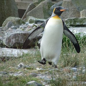 King Penguin