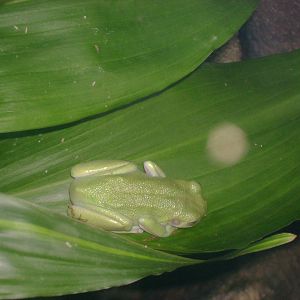 Frog... Unsure of species.