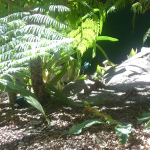 Hidden Nicobar Pigeons