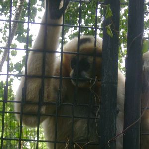 Female White-cheeked Gibbon