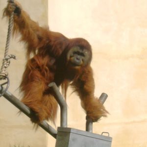 Male Sumatran Orangutan