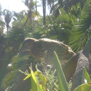 Juvenile Nankeen Night Heron