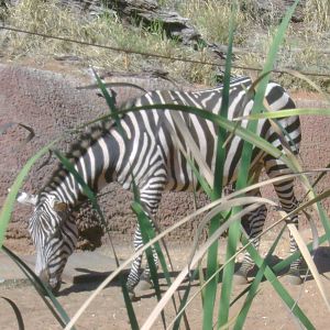 Two Grant's Zebras