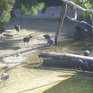 Wetland Aviary Birds