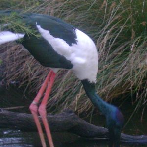 Jabiru (Black-necked Stork)