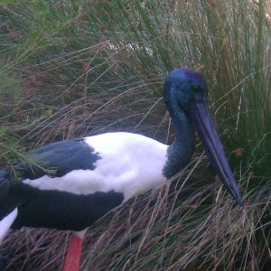 Jabiru (Black-necked Stork)