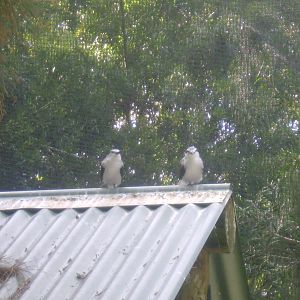 Bridled Tern