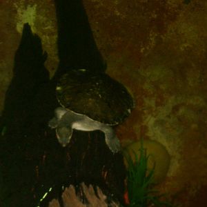 Victoria short-necked Turtle