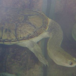 Oblong Turtle