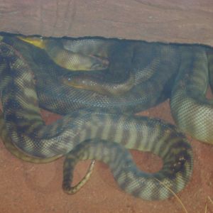 Woma Pythons