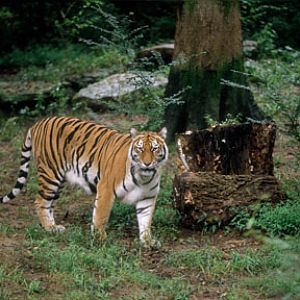 indian/hybrid tiger